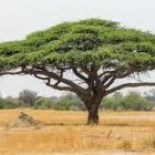 Majestic acacia tree in savanna landscape with scattered trees and birds in flight