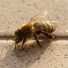 Detailed Close-Up of Bee with Translucent Wings on Beige Surface