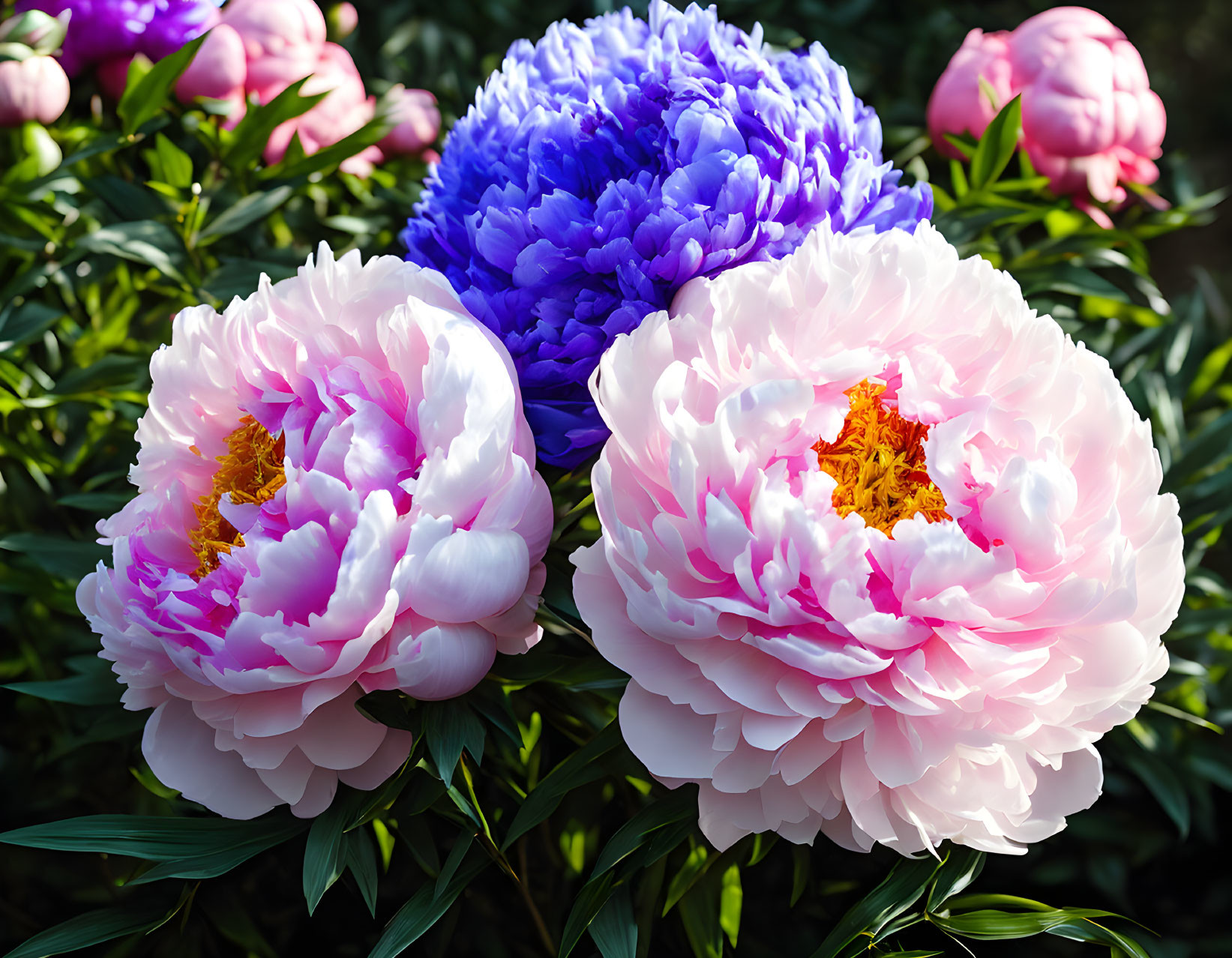 Vibrant pink peonies and purple flower in bloom with lush foliage.