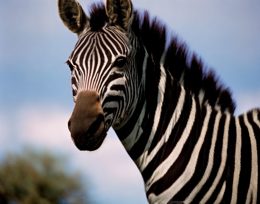 Zebra with black and white stripes in close-up shot against blurred sky and tree.