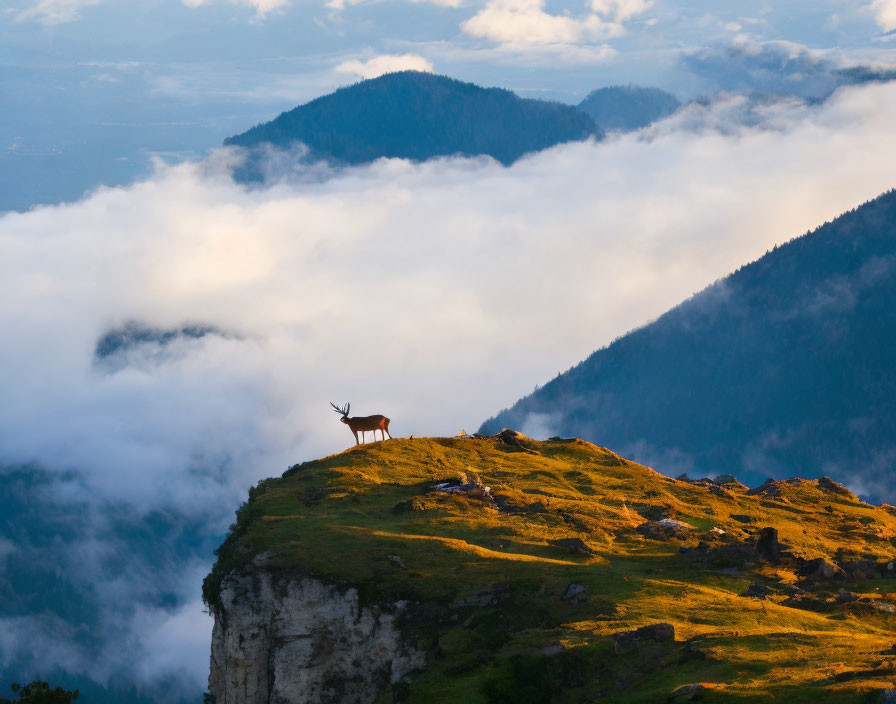 Solitary deer gazes over green cliff at sunrise valley