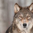 Illustrated majestic wolf with golden headpiece and white flowers on neutral background