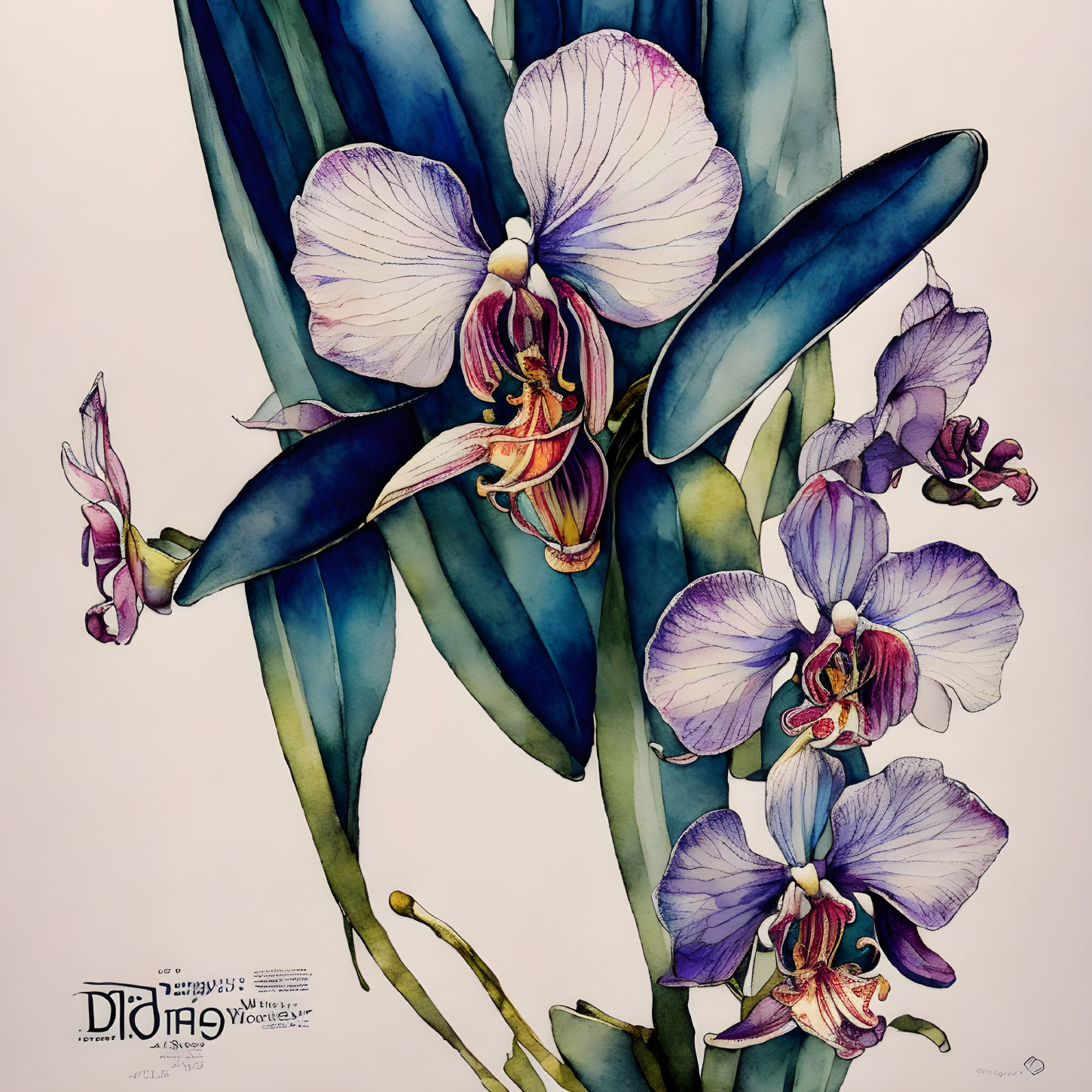 Detailed Purple Orchid Botanical Illustration on White Background