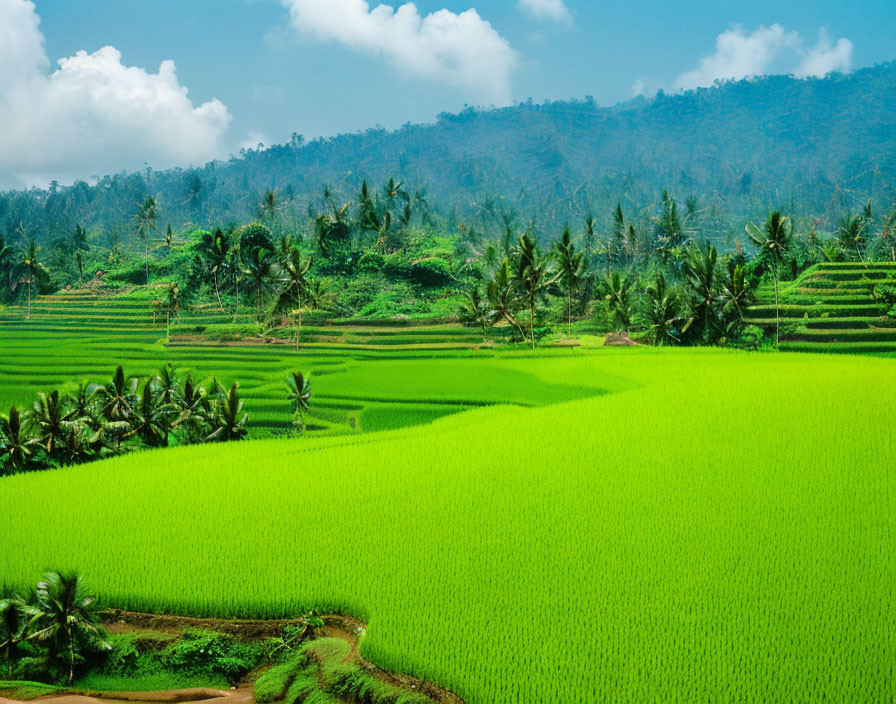 Scenic terraced rice fields with palm trees and forest under cloudy sky