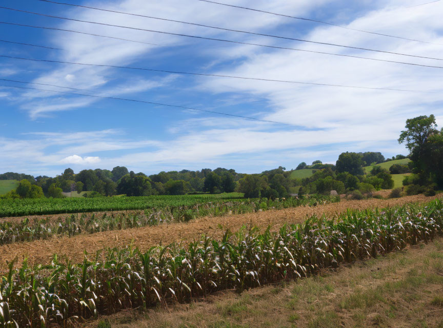 Green fields under partly cloudy sky with power lines and corn crop.