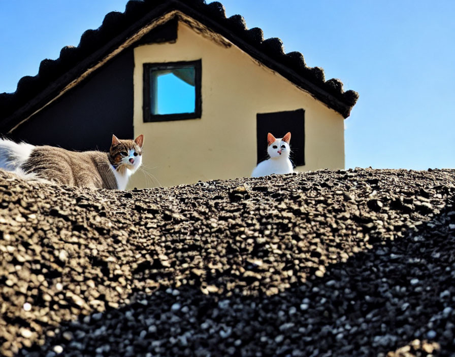 Two Cats Resting on Rooftop Under Clear Blue Sky