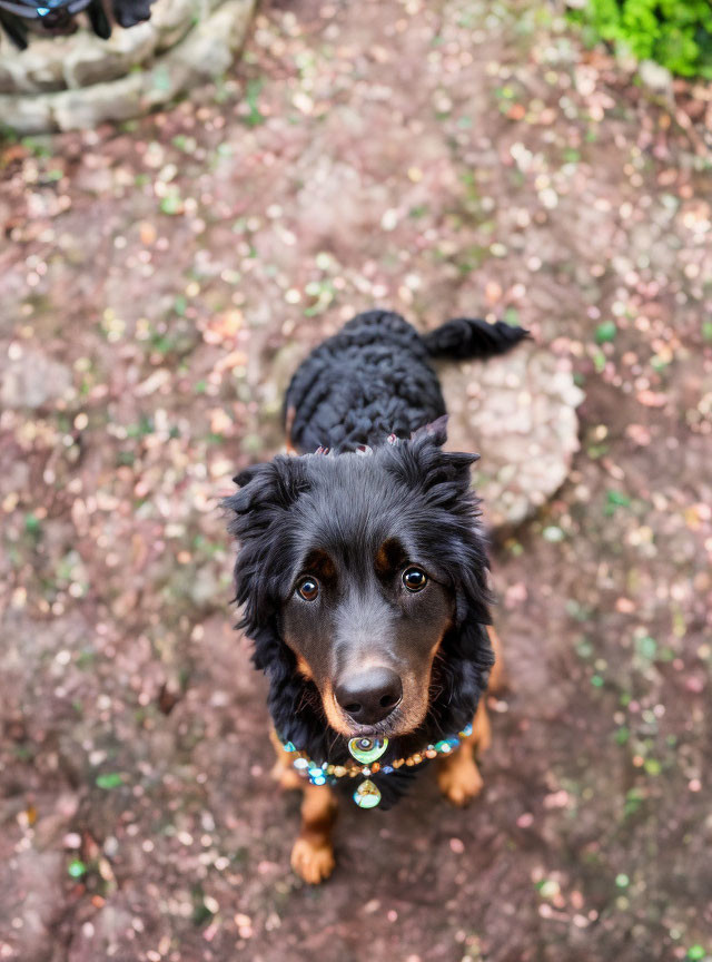 Shiny black dog sitting on garden path with blurred green background