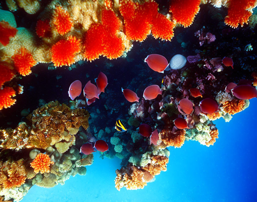 Vibrant coral reef with colorful fish in clear blue underwater scene