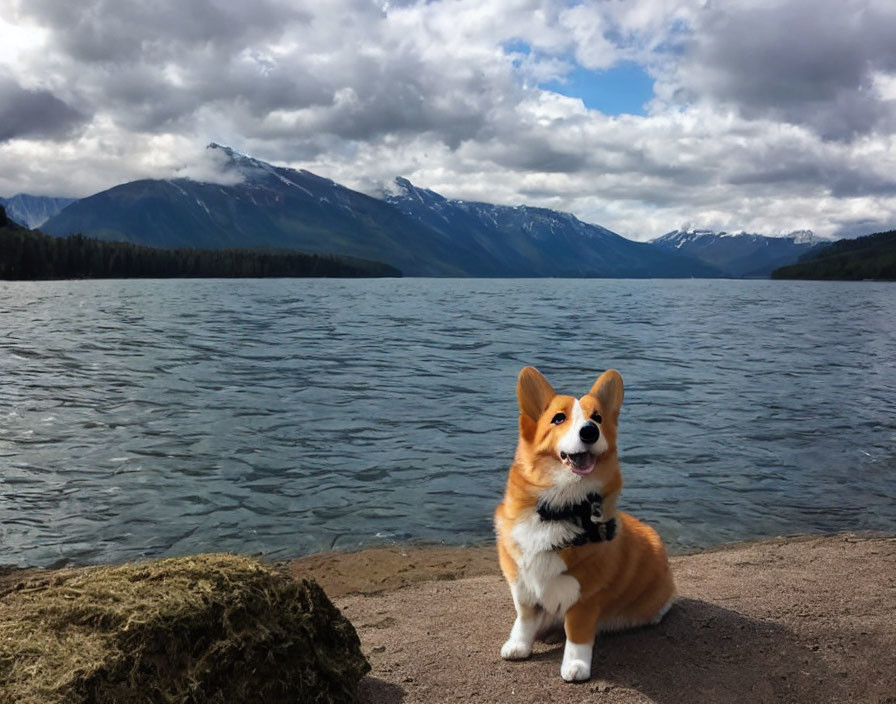 Smiling Corgi Dog by Lake with Mountains and Cloudy Sky