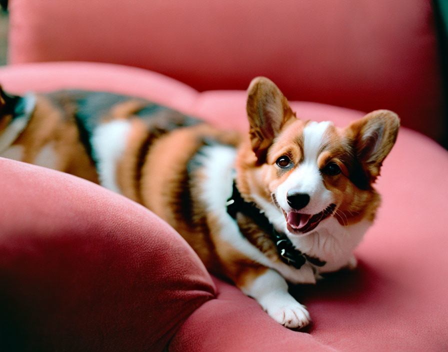 Tricolor Pembroke Welsh Corgi Smiling on Pink Couch