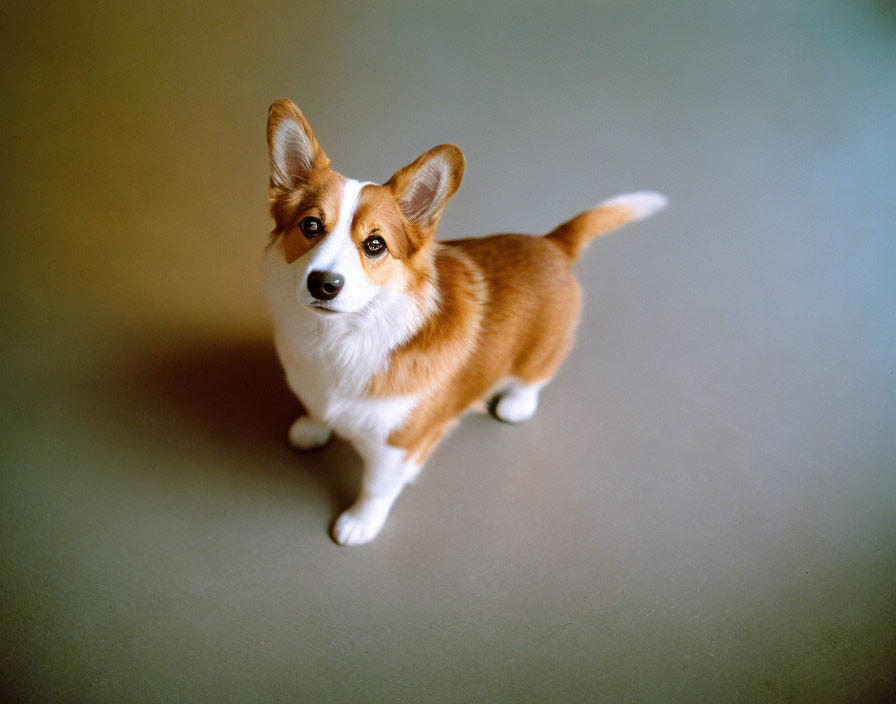 Reddish-Brown and White Corgi Looking Up on Smooth Surface