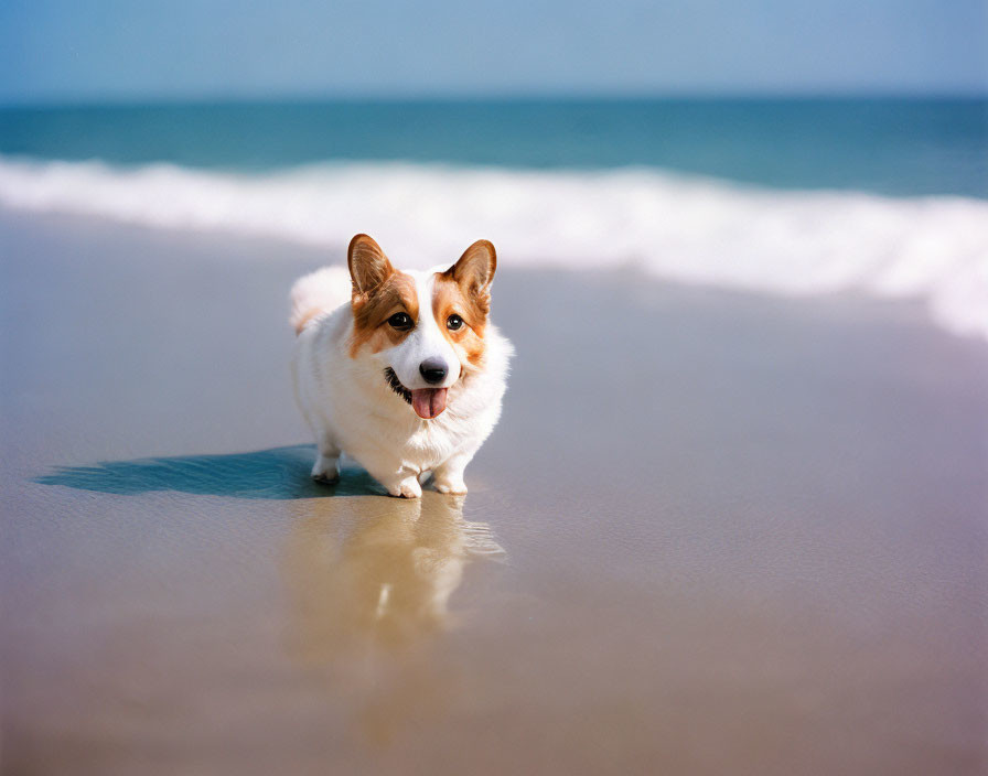 Corgi dog on beach with tongue out and ocean backdrop