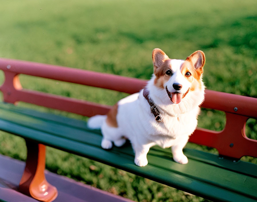 Smiling Pembroke Welsh Corgi on Park Bench in Sunlight