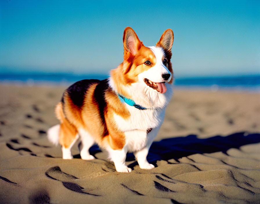 Smiling Pembroke Welsh Corgi on sandy beach with blue collar