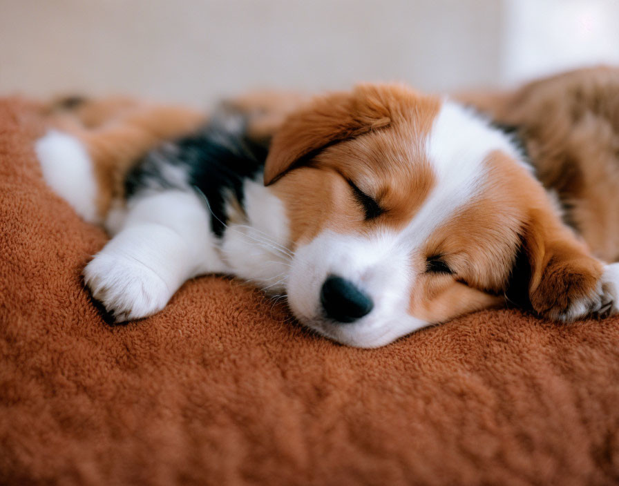 Tricolor Puppy Sleeping on Cozy Blanket