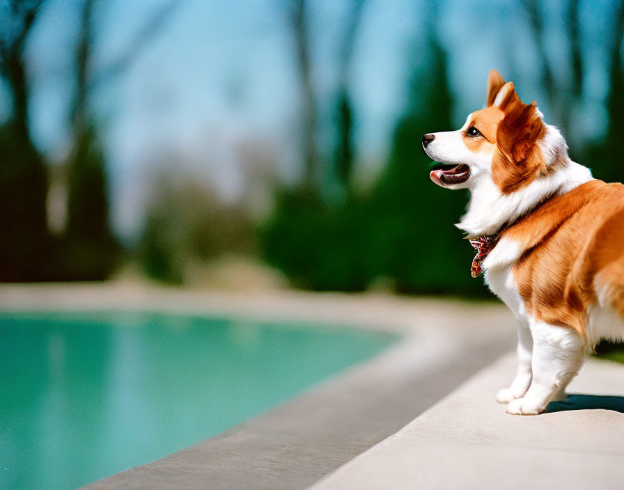 Corgi Dog by Pool Under Clear Blue Skies