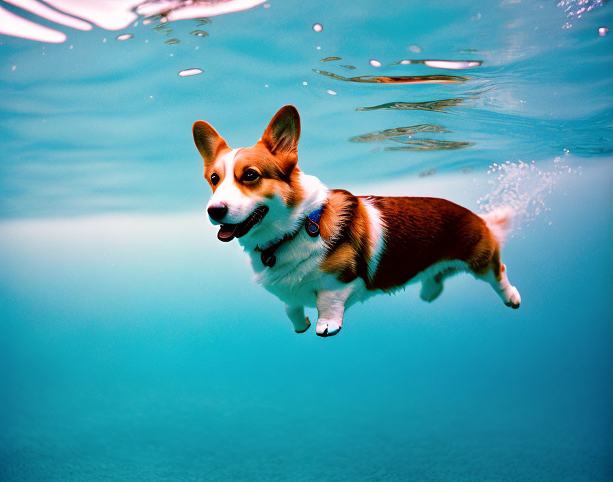 Corgi dog swimming underwater in pool with gentle splash, against blue gradient background