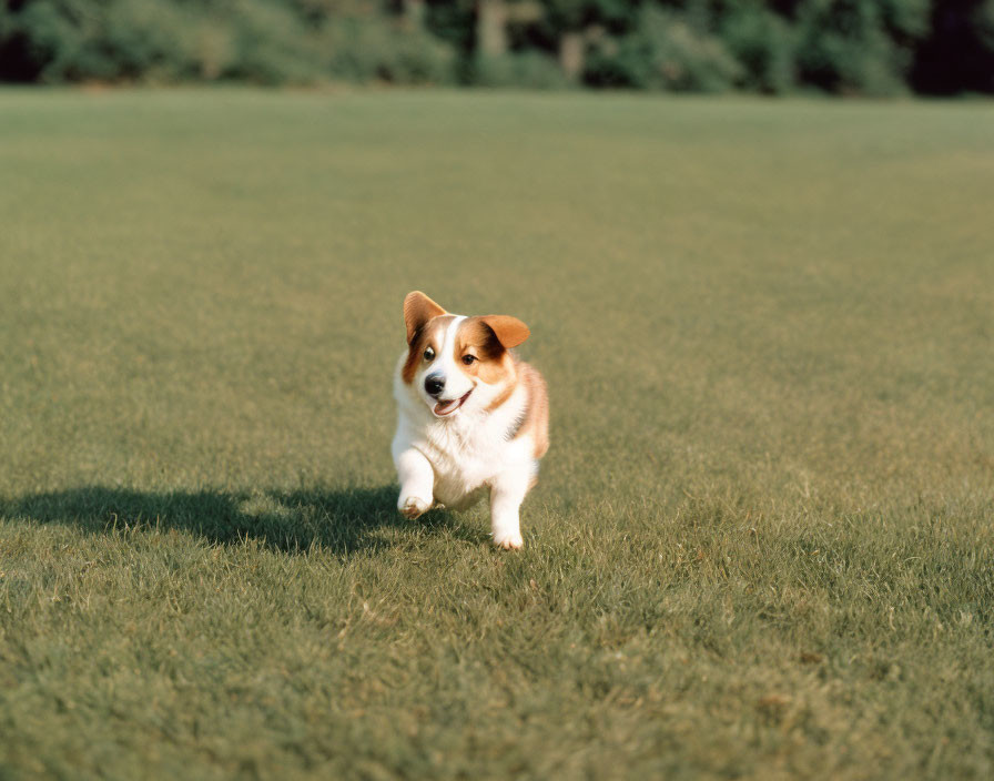 Joyful Corgi Running on Green Lawn with Perked Ears