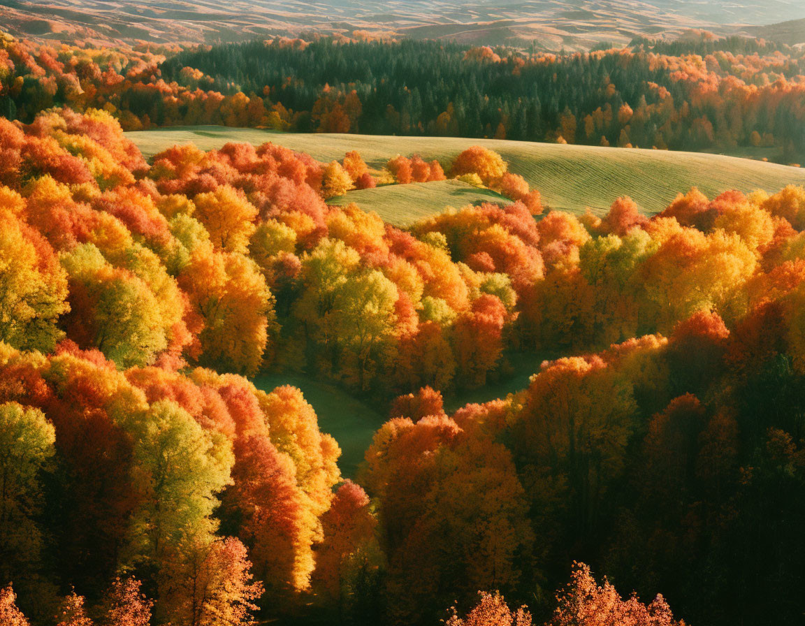 Vivid autumn colors on rolling hills with trees