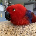 Colorful Painting of Red Parrot Among Tropical Foliage