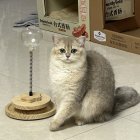 Cat with unique markings beside tan hat on concrete floor with wooden chair and dry leaves.