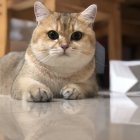 Blue-eyed cat with cream coat in snowflakes on elegant background