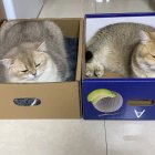 Two cute cats sleeping in cardboard boxes on white rug