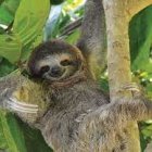 Smiling sloth relaxing on lush tree branch