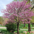 Vibrant fantasy landscape with colorful flowering trees and stone bridge