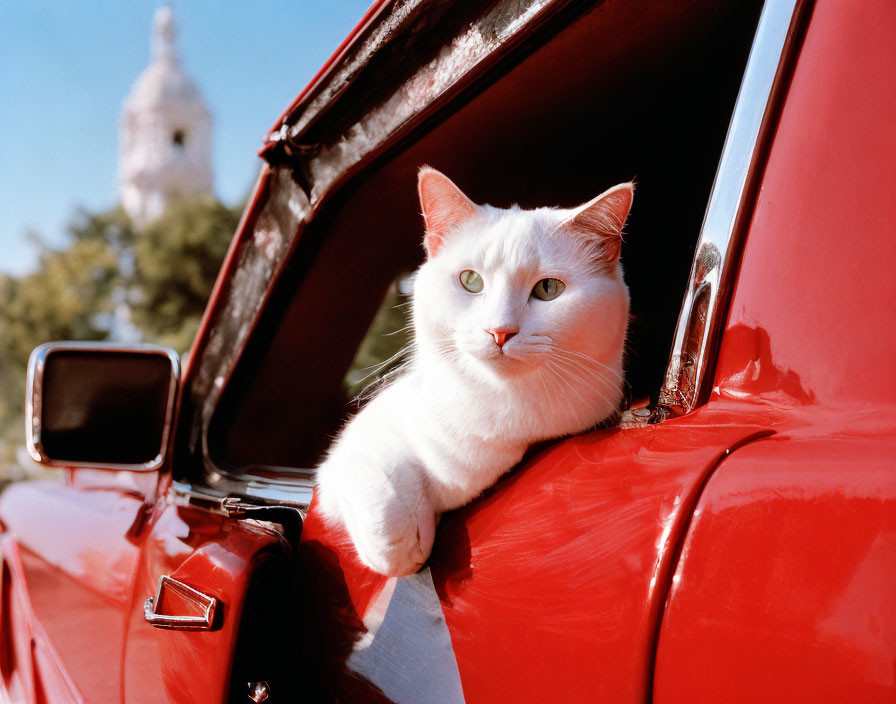 White Cat with Green Eyes in Red Vintage Car Window with Blue Sky and Tree