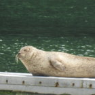 Seal resting on white boat edge with green water background