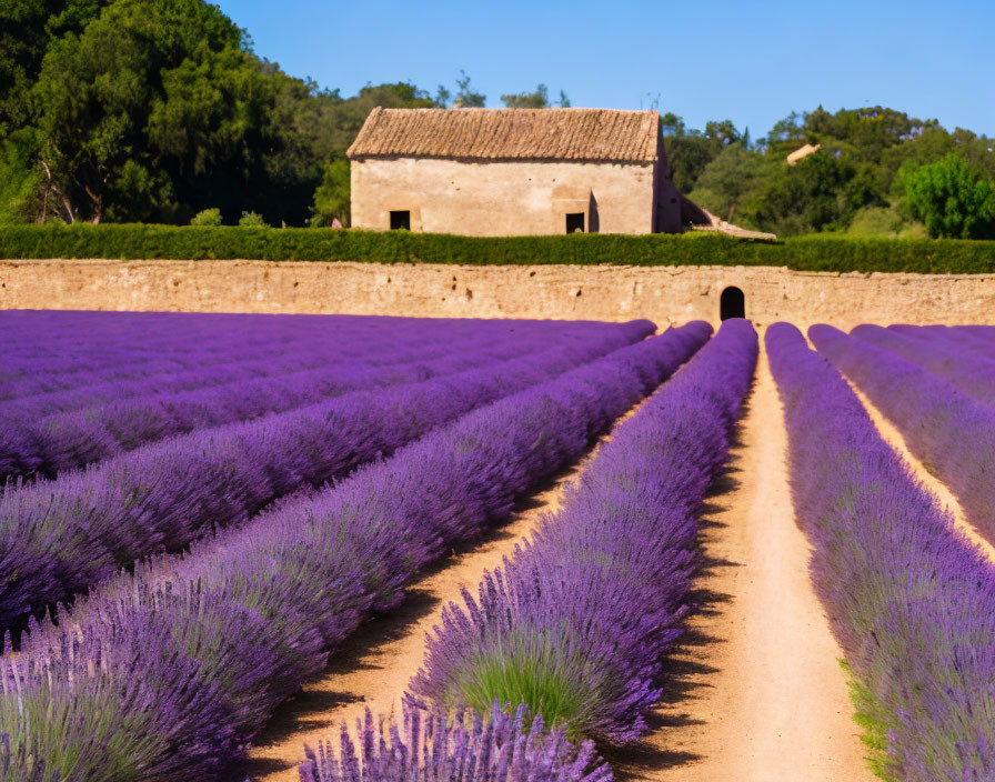 Tranquil lavender field with pathway to rustic house