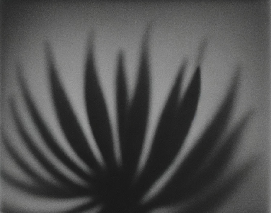 Monochrome shadow of palm-like plant on textured surface