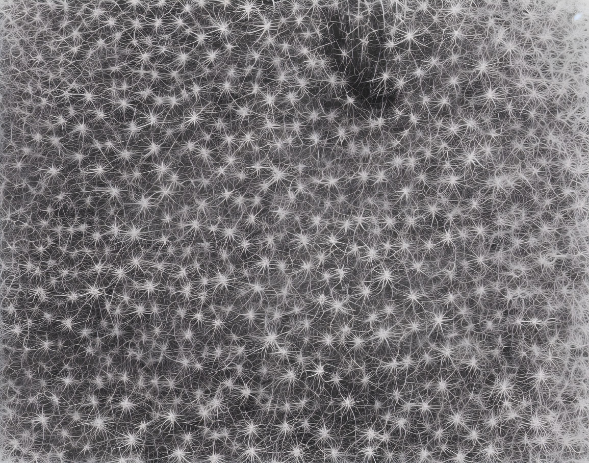 Detailed view of dense dandelion seed cluster on blurred backdrop