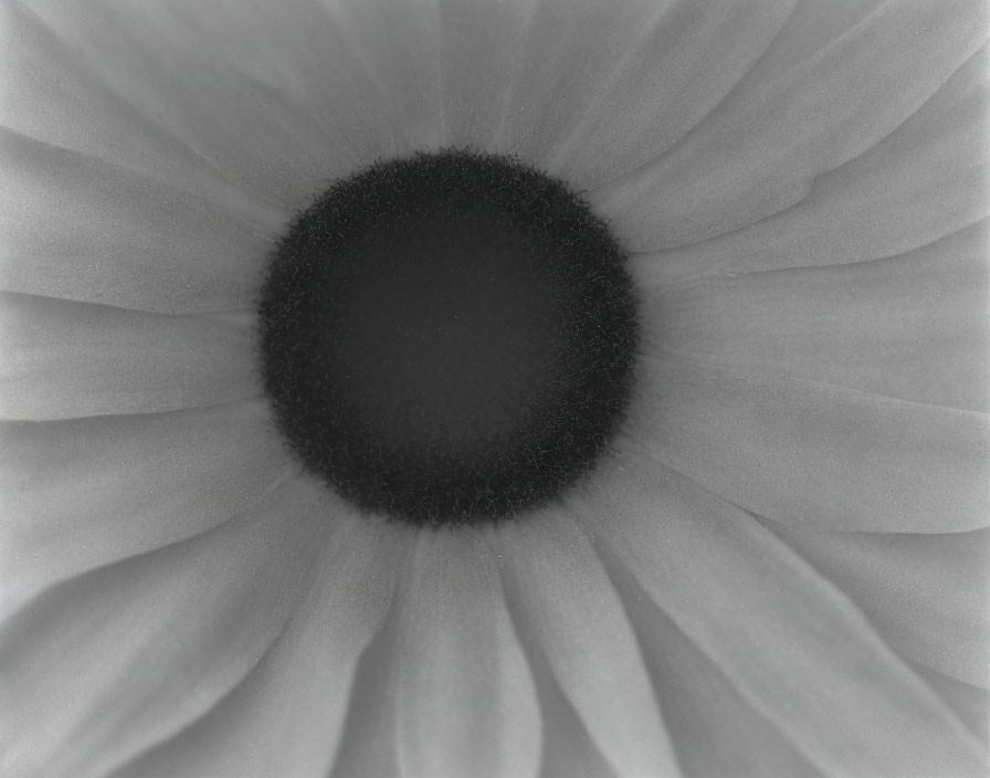 Monochrome flower close-up with dark center and radiating petals