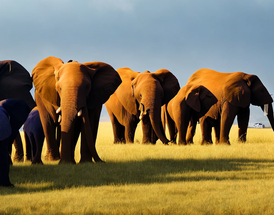 Elephants walking in savanna under warm sunlight