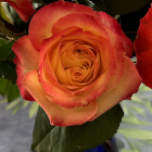 Bright orange-yellow roses with pink hints in blue vase on soft-focused backdrop