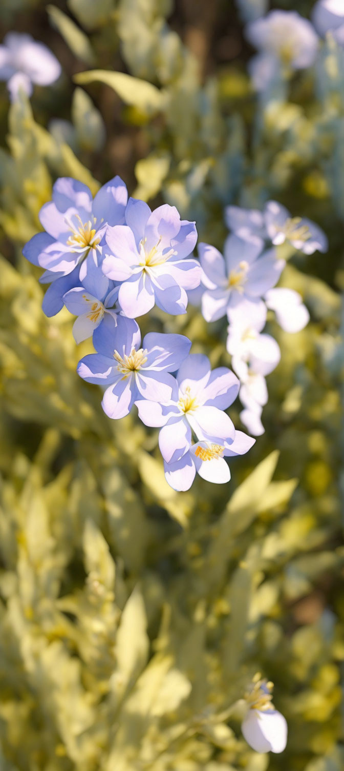 Delicate light blue flowers with yellow centers on blurred green foliage