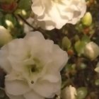 White blossoms with golden centers and buds in soft-focus setting.