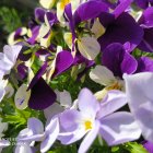 Colorful painting of purple, white, and yellow flowers in dappled sunlight