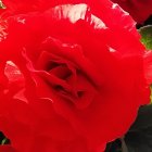 Detailed Watercolor Painting of Red Flower in Full Bloom