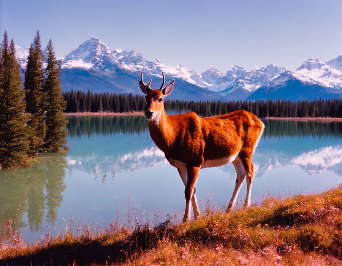 Tranquil lake scene with deer, snow-capped mountains, and evergreen trees