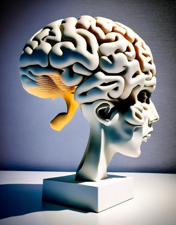 Stylized human head sculpture with brain anatomy on white pedestal