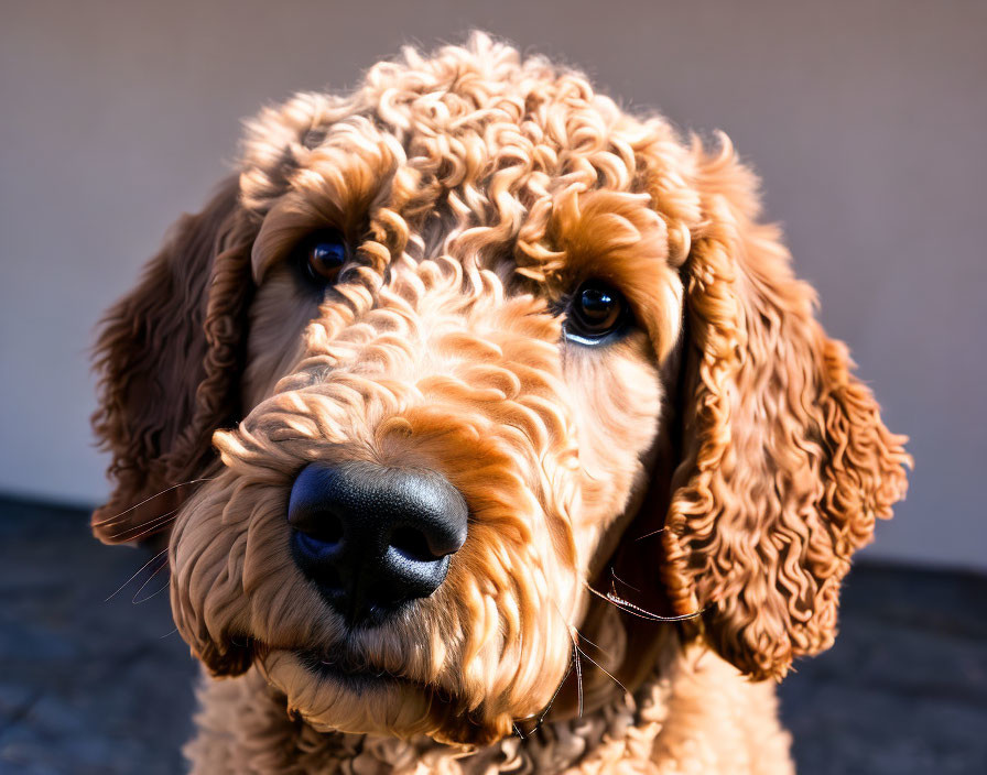 Brown Curly-Haired Dog with Soulful Eyes and Black Nose Close-Up