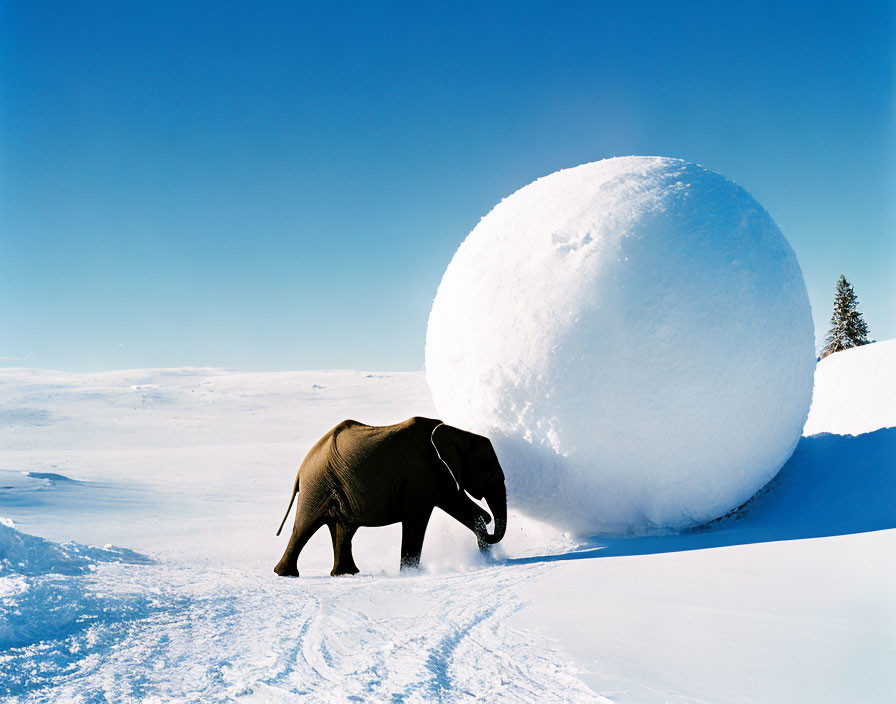 Elephant next to large snowball in snowy landscape