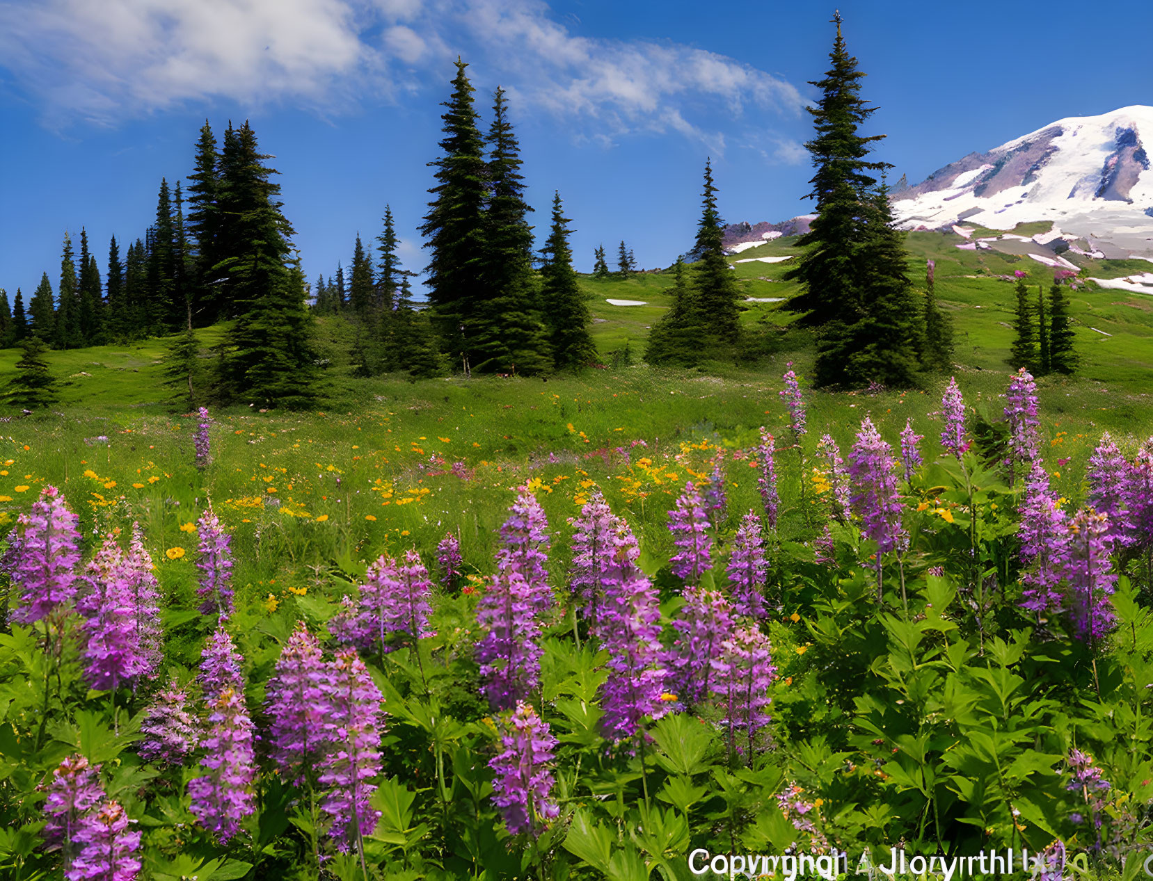 Colorful wildflower meadow with purple lupines and snow-capped mountain
