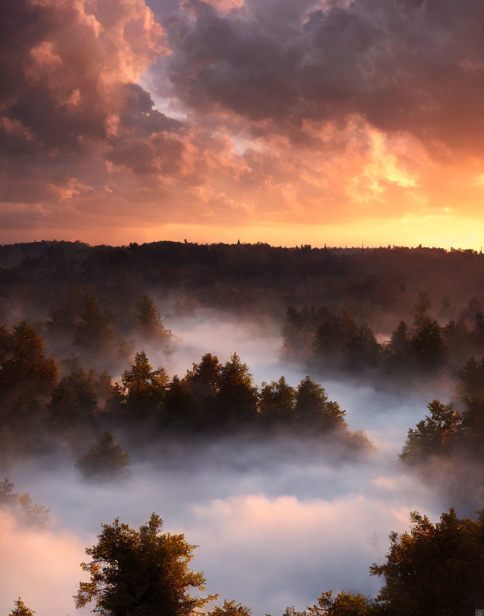 Misty forest sunrise with sunbeams and warm glow