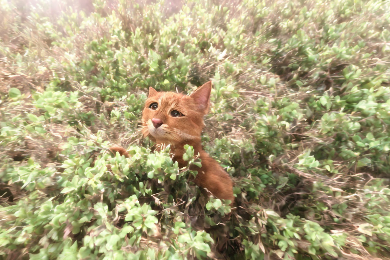 Orange cat peeking from dense foliage with wide eyes