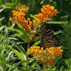 Monarch butterfly on orange milkweed blossoms and green foliage