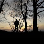 Man in suit admiring sunset among silhouetted trees